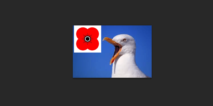 poppy seagull